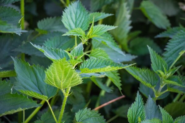 Nettle for preparing a medicinal infusion for potency problems