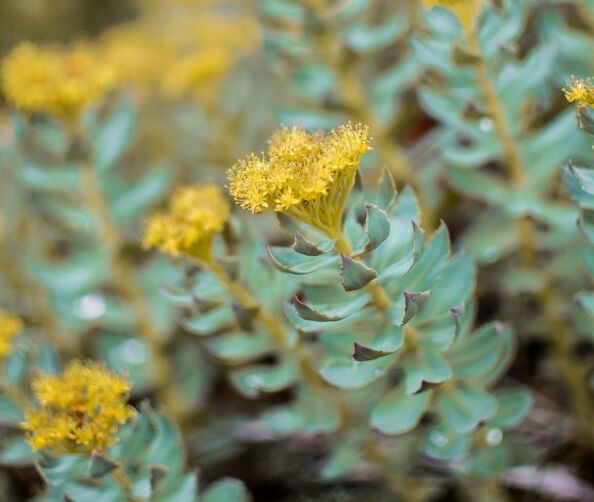 Rhodiola helps with neuroses in the context of potency disorders