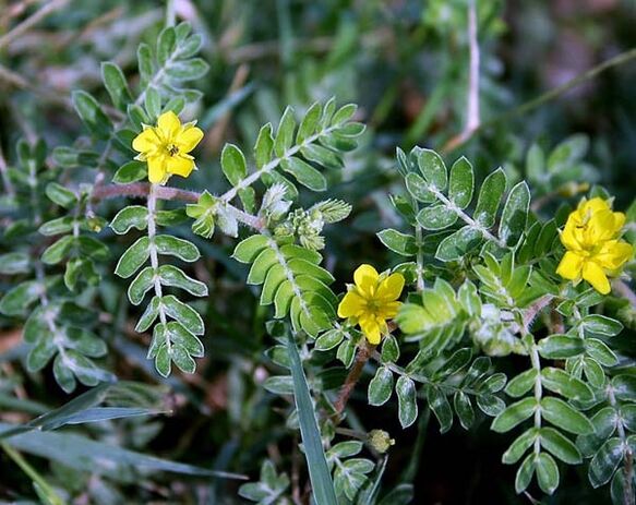 Tribulus improves male reproductive system function